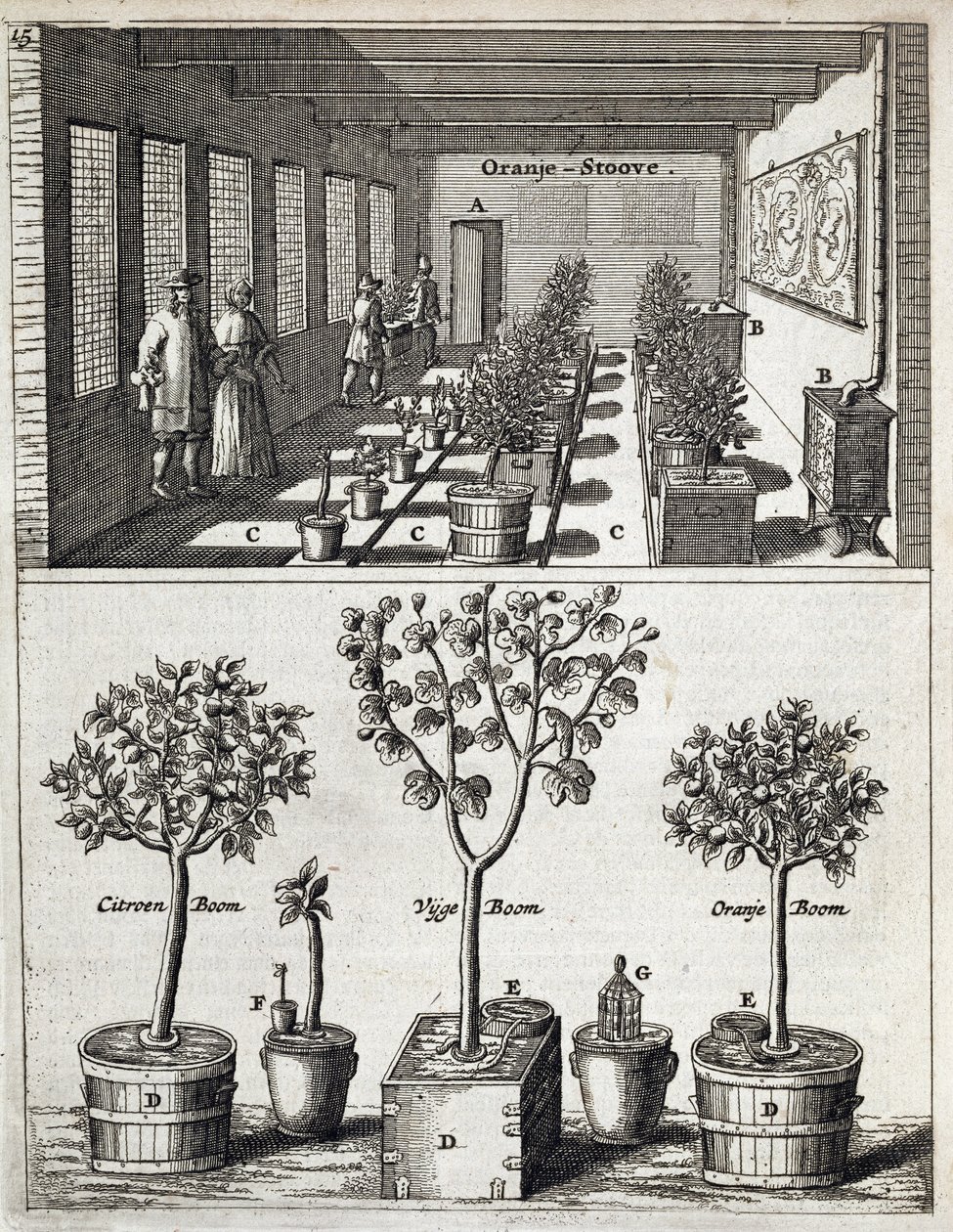 تم نشر Orangery ، من De Nederlandze Hesperides بواسطة Jan Commelin ، عام 1676 بواسطة المدرسة الهولندية