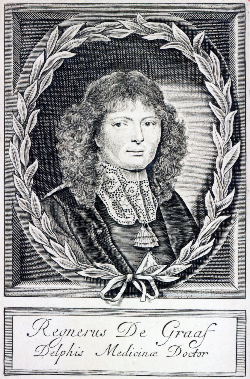 Regnier de Graaf ، ج .1670 بواسطة المدرسة الهولندية