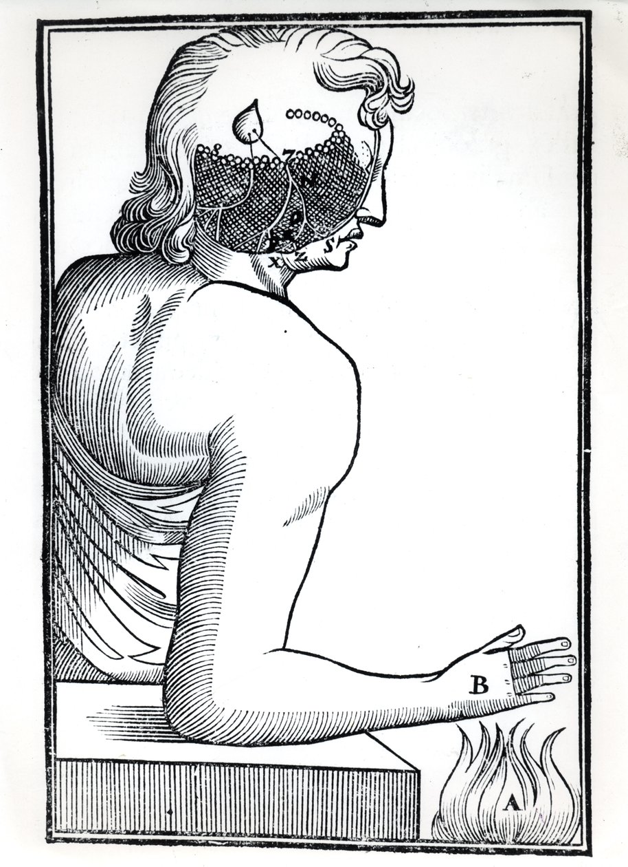 تصور الحواس ، من De Homine Figuris بقلم رينيه ديكارت (1596-1650) المنشور في أمستردام ، 1677 بواسطة المدرسة الهولندية
