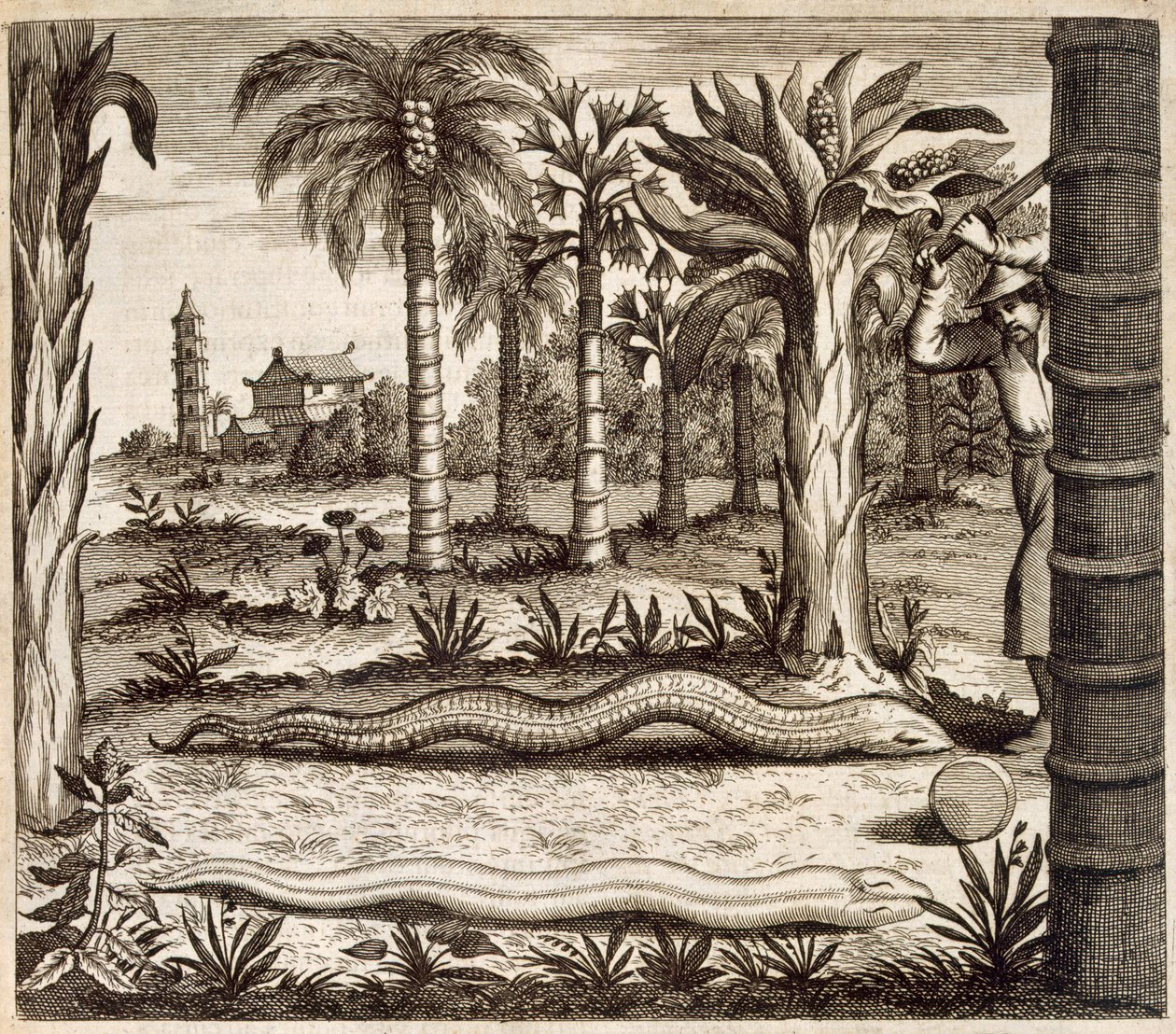 ثعبان الحجر ، من الصين رسمه أثناسيوس كيرشر (1601-80) 1667 بواسطة المدرسة الهولندية