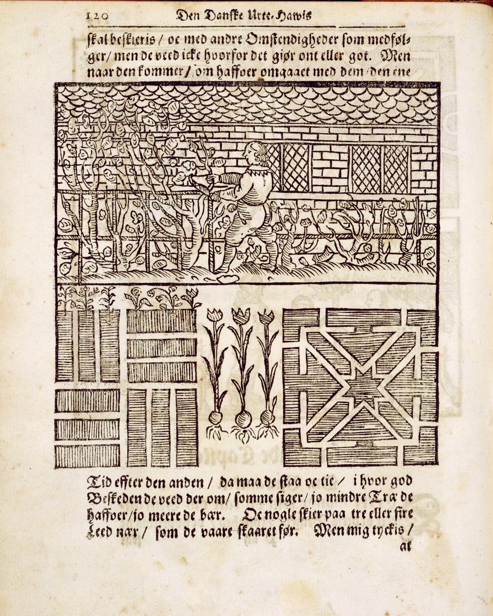 تدريب وزراعة في الحديقة ، من The Garden Gardener ، بقلم يوهان فان دير جرون ، نشر 1699 بواسطة المدرسة الهولندية