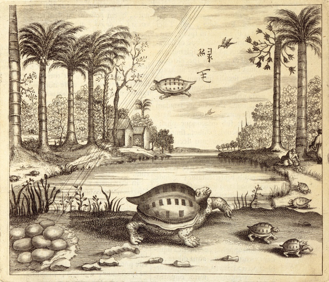 تفقيس بيض السلاحف ، من الصين رسمه أثناسيوس كيرشر (1601-80) 1667 بواسطة المدرسة الهولندية