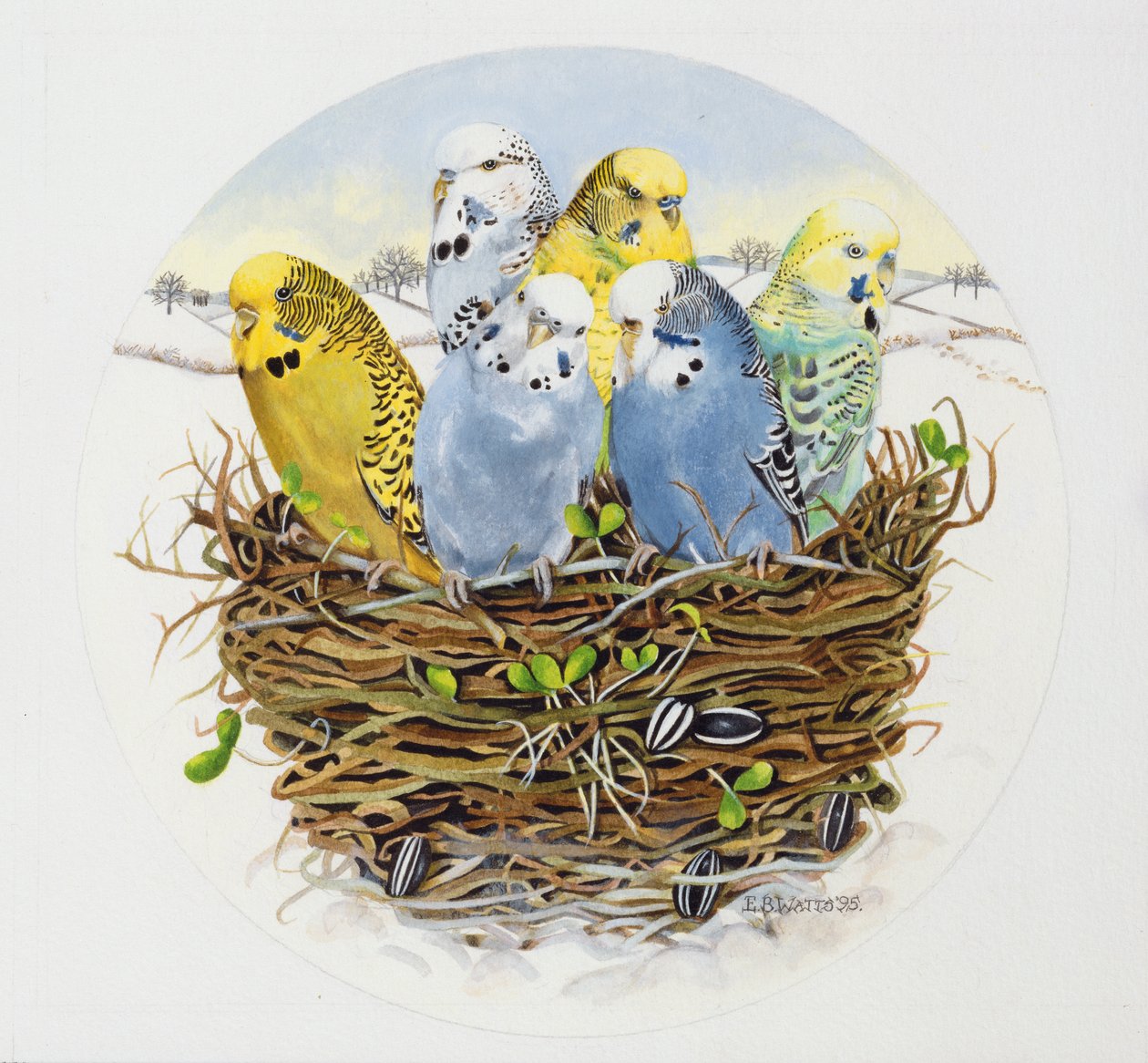 Budgerigars in a Nest ، 1995 (أكريليك) بواسطة واتس