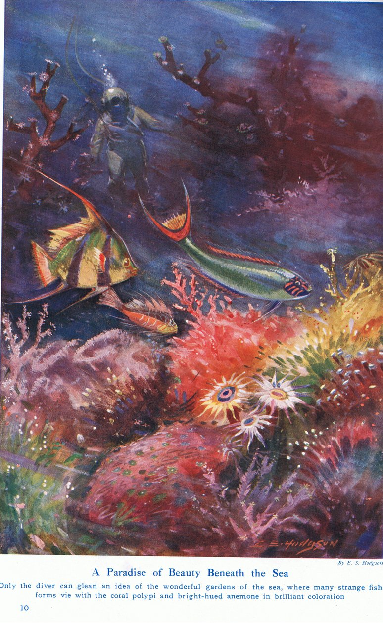 جنة جمال تحت البحر ، رسم توضيحي من "عجائب الأرض والبحر" ، نشرته كاسيل ، لندن ، 1914 بواسطة إس هودجسون