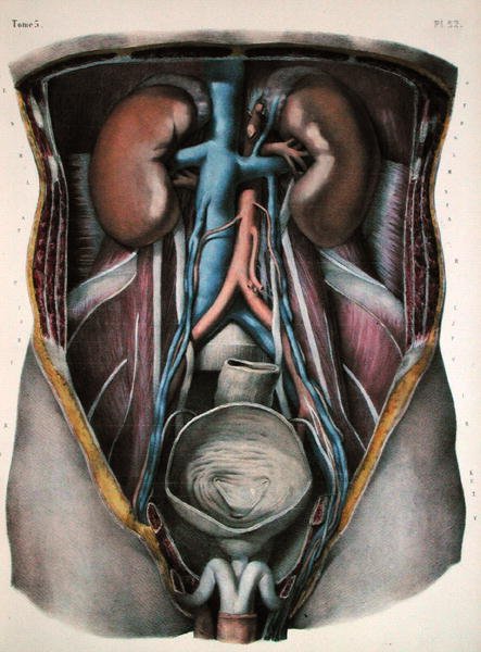 الكلى والمثانة ، لوحة من "Traite Complet de l'Anatomie de l'Homme" بقلم جان بابتيست مارك بورغيري (1797-1849) نقشها نيكولاس هنري جاكوب (1782-1871) 1866-67 (نقش ملون) بواسطة (بعد) بوشيه