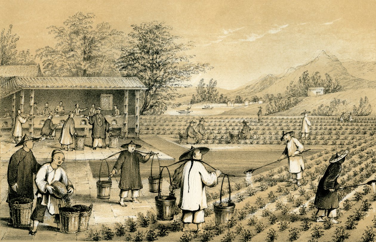 ثقافة وتحضير الشاي ، الصين ، 1847. بواسطة إي جيلكس