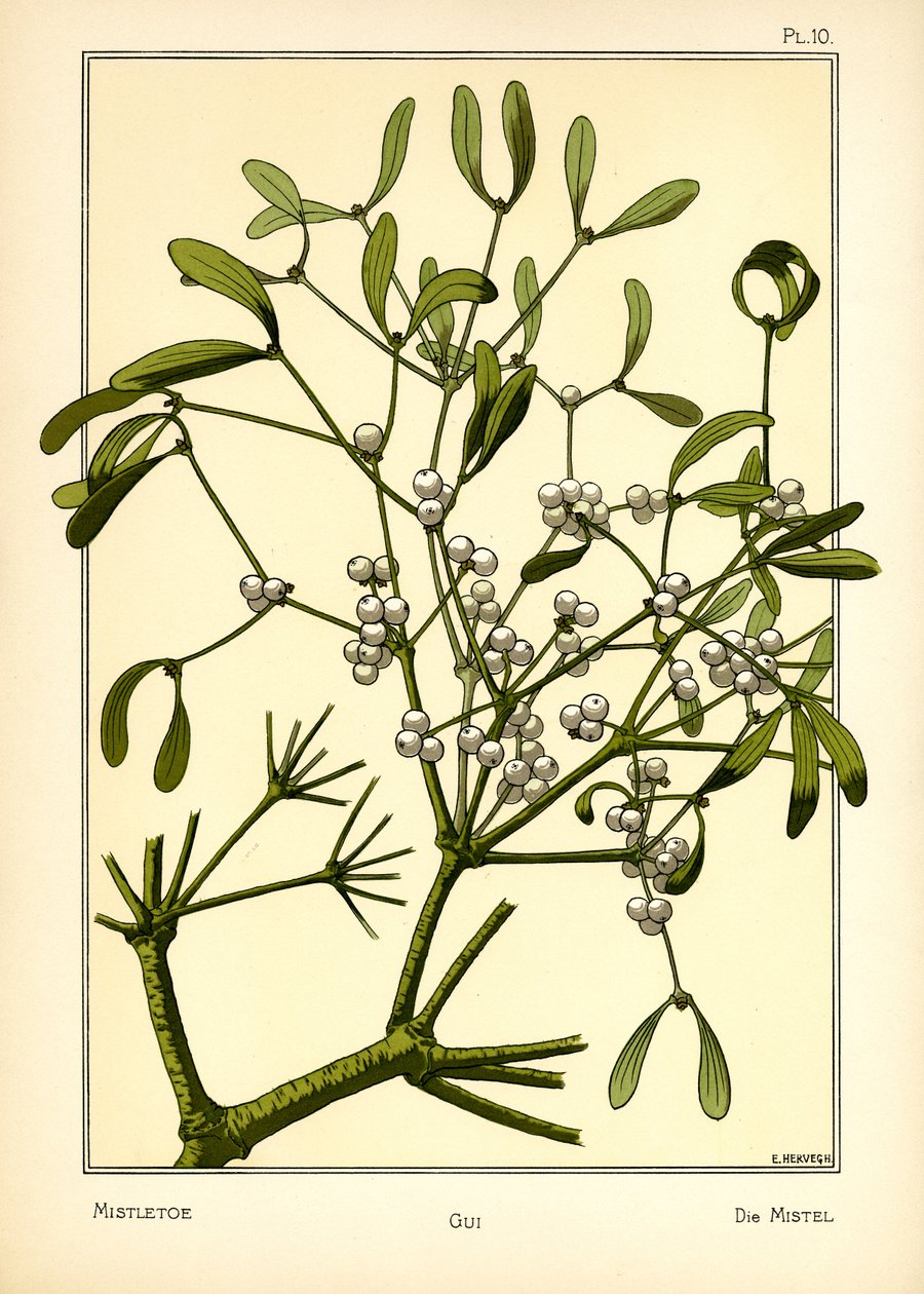 الهدال بواسطة E. Hervegh