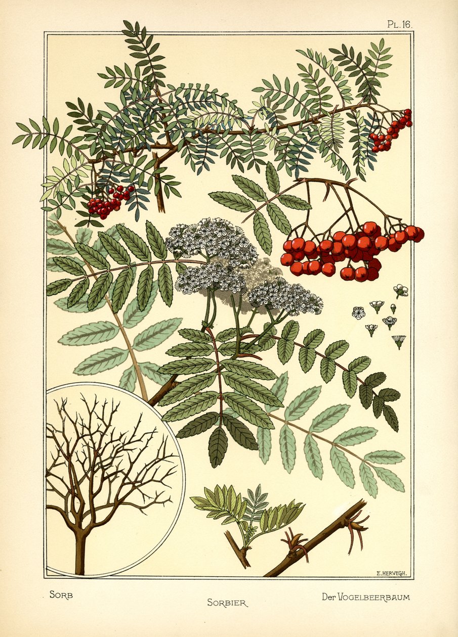 السوربا بواسطة E. Hervegh