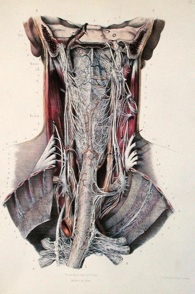 مقطع عرضي للرقبة ، لوحة من "Traite Complet de l'Anatomie de l'Homme" لجان بابتيست مارك بورغيري (1797-1849) 1866-67 (نقش ملون) بواسطة E. Pochet