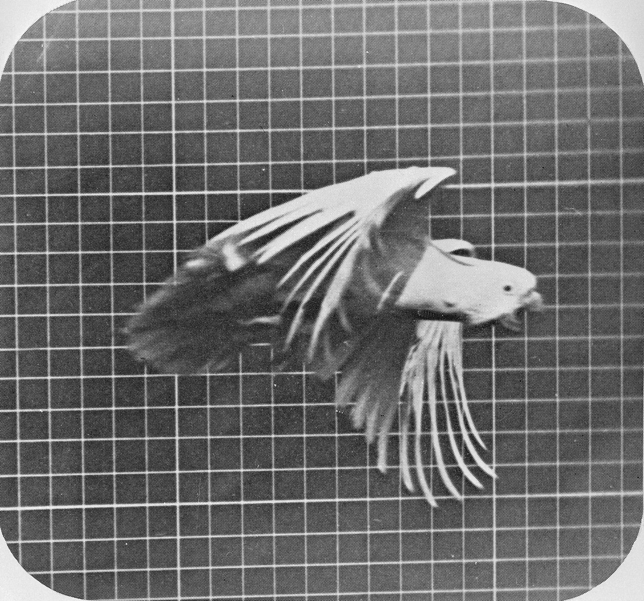 Cockatoo أثناء الطيران ، من "حركة الحيوانات ، تحقيق كهروضوئي في المراحل المتعاقبة لحركة الحيوانات" ، c.1872-85 بواسطة ايدويرد مويبريدج
