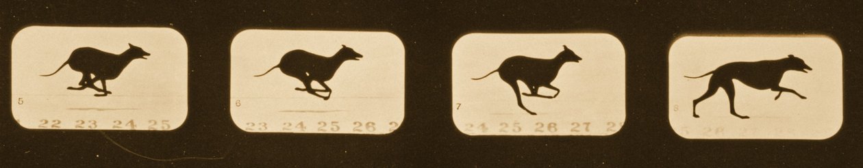 تسلسل صور لتشغيل الكلاب السلوقية ، سلسلة "حركة الحيوانات" ، ج 1881 بواسطة ايدويرد مويبريدج