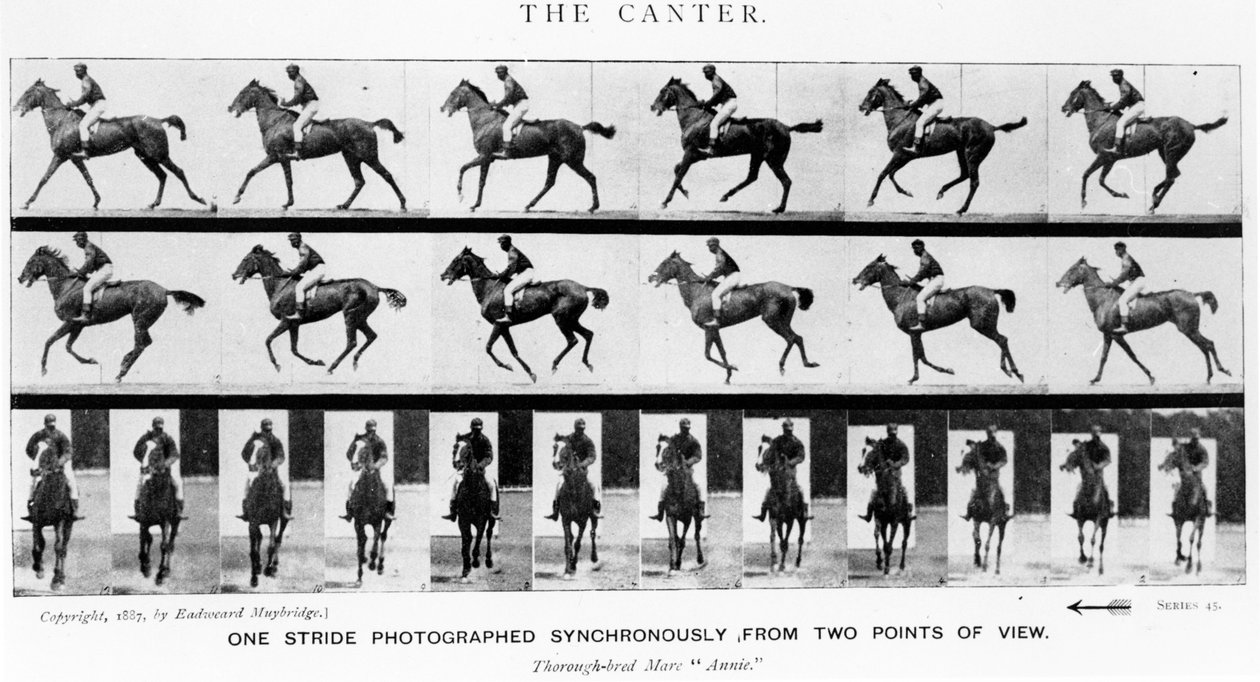 The Canter: مصور واحد بخطوة متزامن من وجهتي نظر ، 1887 ، رسم توضيحي من "الحيوانات في الحركة" بواسطة Eadweard Muybridge ، طبعة 1907 بواسطة ايدويرد مويبريدج