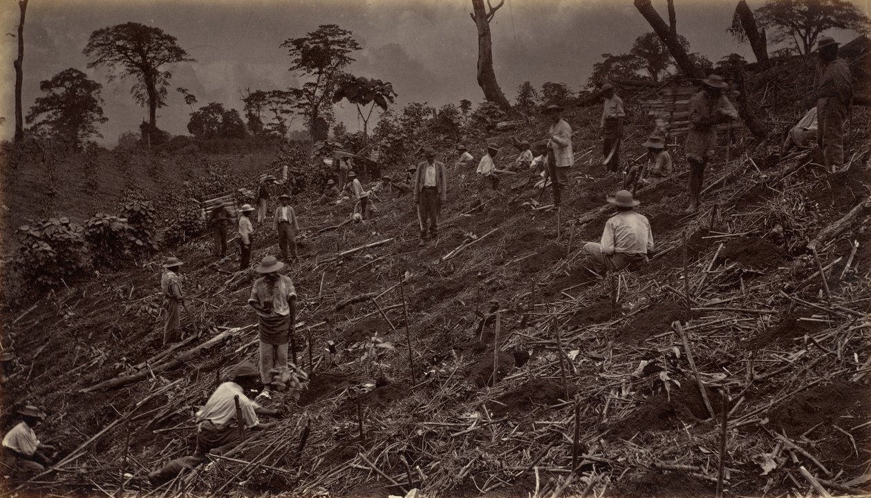 إنشاء مزرعة البن في أنتيغوا دي غواتيمالا ، 1875 ، تم نشره عام 1877. بواسطة ايدويرد مويبريدج