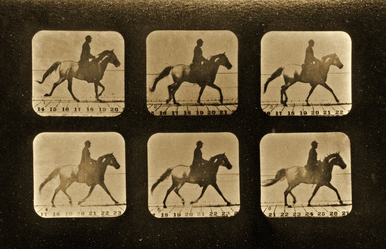 خيل. غير منتظمة ، سلسلة "تحريك الحيوانات" ، ج 1881 بواسطة ايدويرد مويبريدج