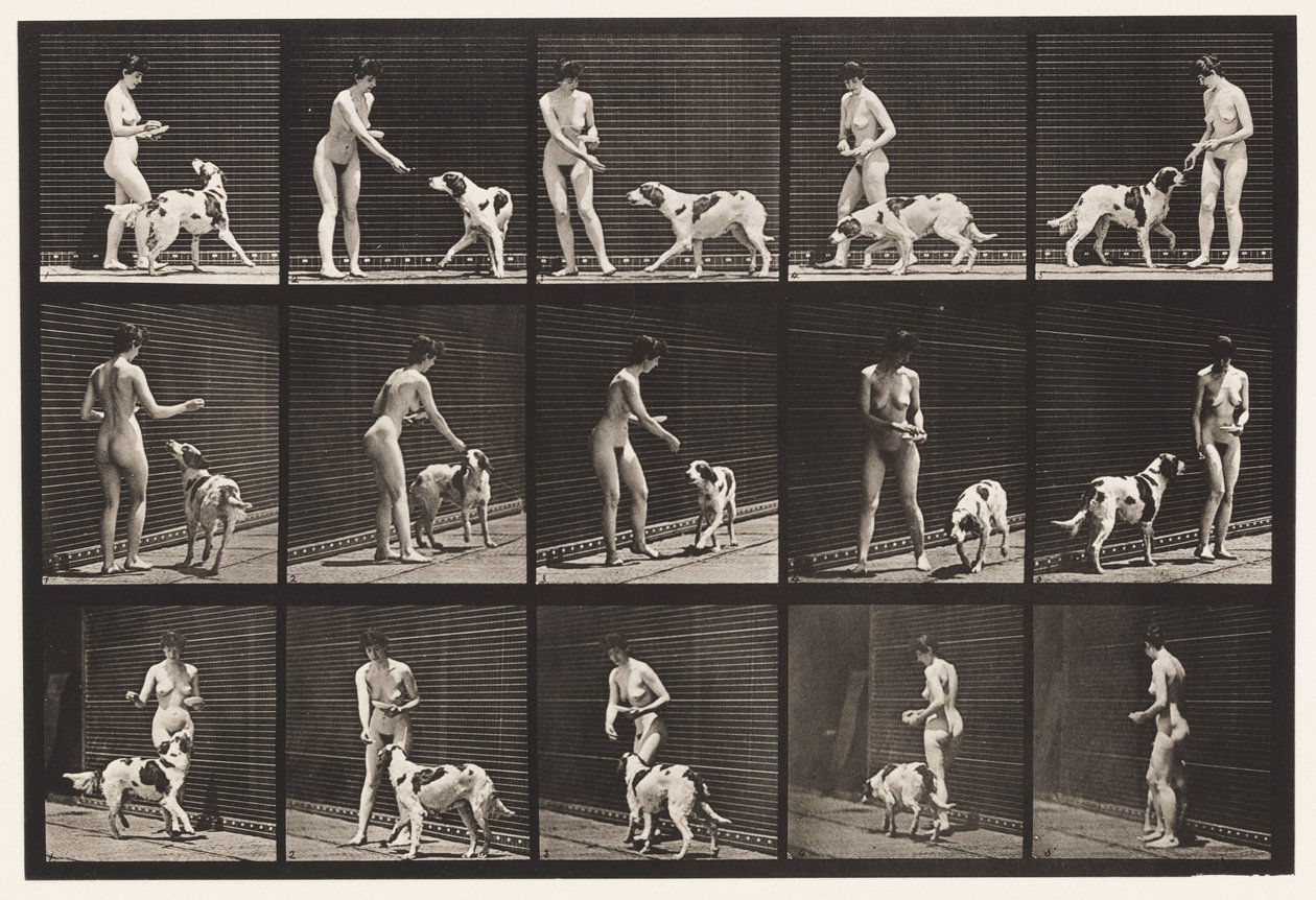 Plate 514. Feeding a Dog بواسطة ايدويرد مويبريدج