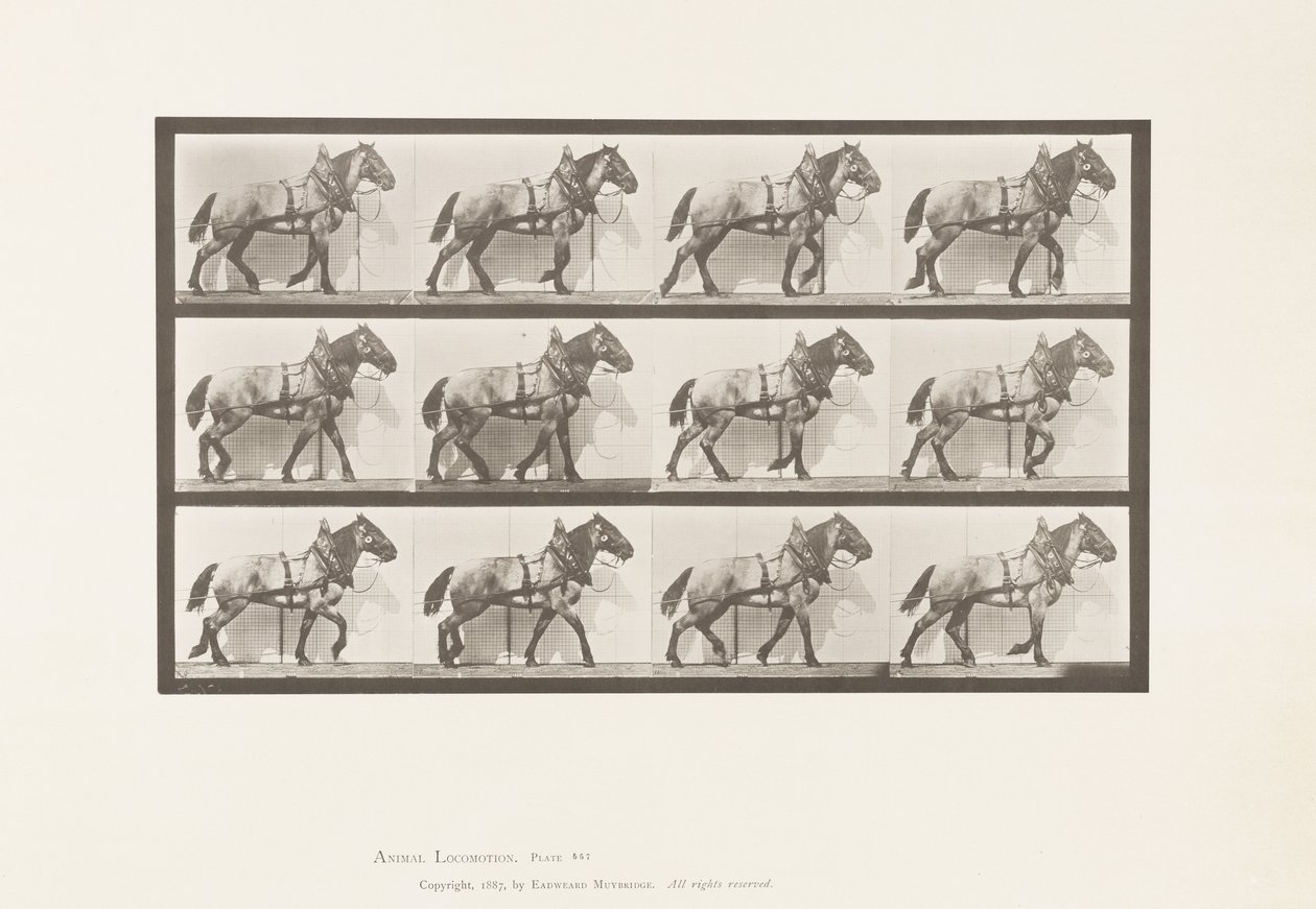 اللوحة 567.Hauling ؛ الحصان البلجيكي الرمادي الداكن بيلي ، 1885 بواسطة ايدويرد مويبريدج