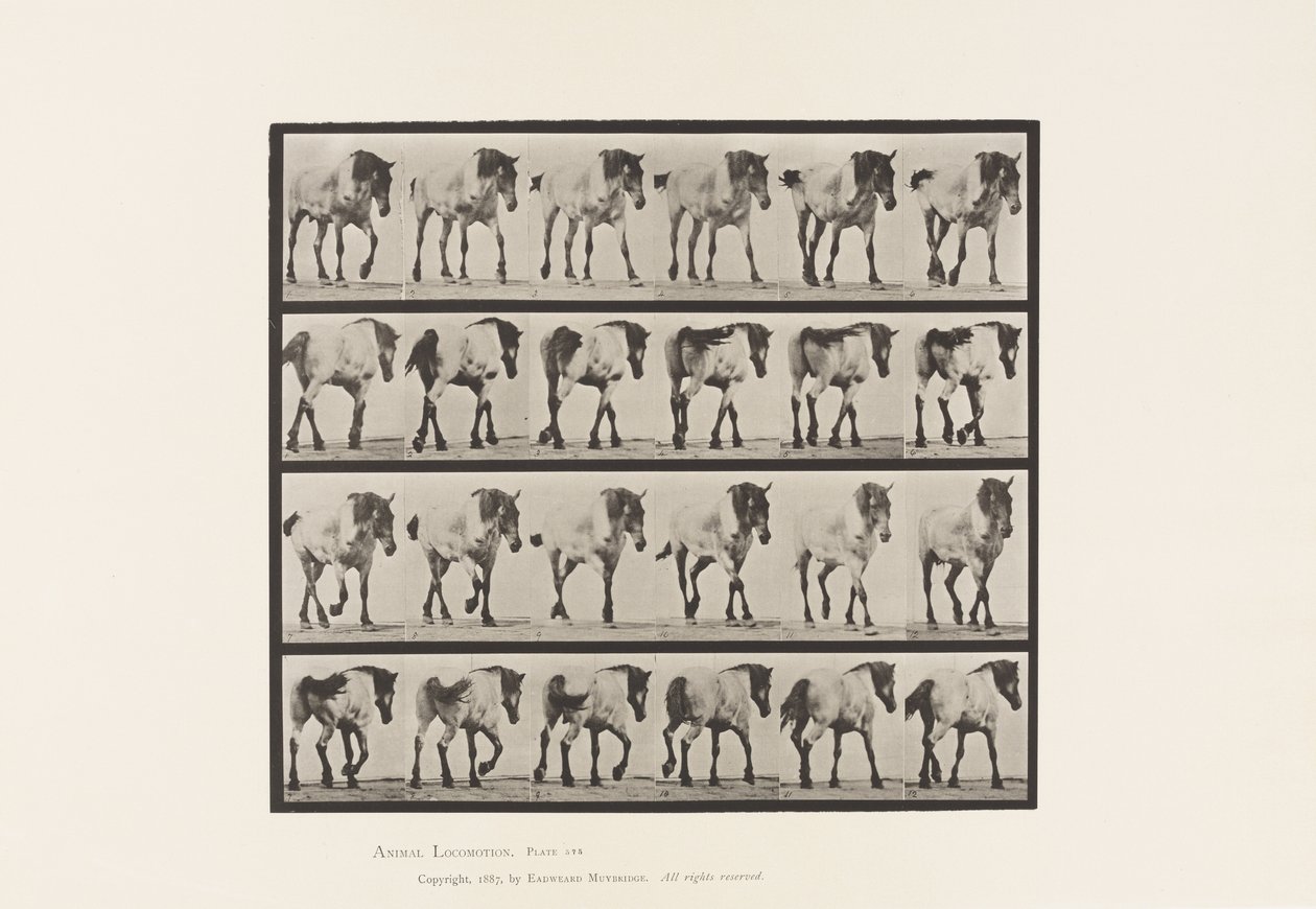 صحن 575. المشي ؛ مجانا؛ الحصان البلجيكي الرمادي الداكن هانسيل ، 1885 بواسطة ايدويرد مويبريدج