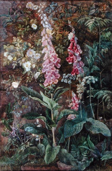 Digitalis Purpura و Rosa Rugosa (ألوان مائية على ورق) بواسطة إديث إيزابيل بارو