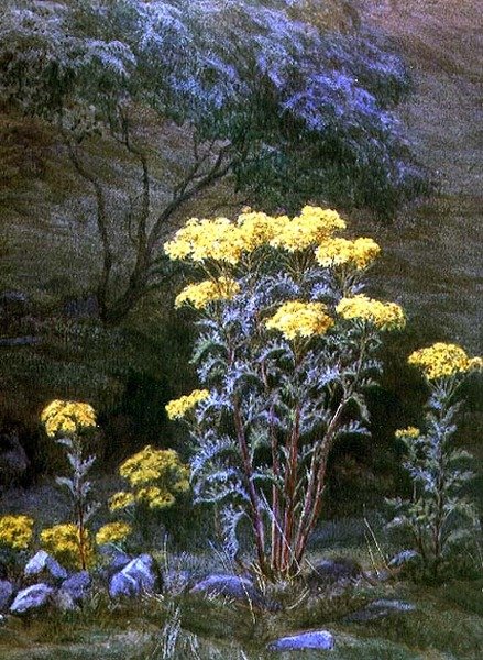 Ragwort on a Bank (ألوان مائية على ورق) بواسطة إديث مارتينو