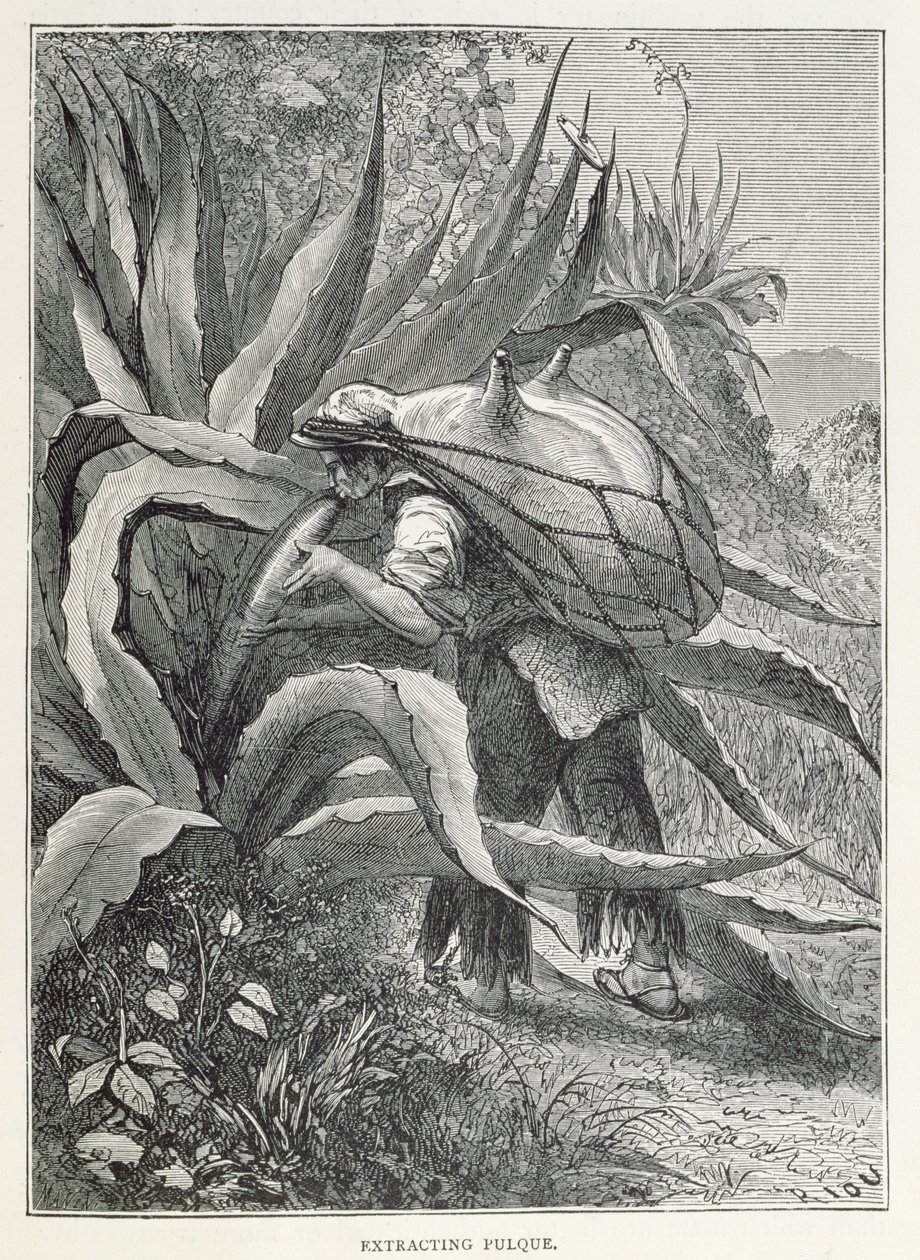 استخراج Pulque ، من "المدن القديمة في العالم الجديد" ، بقلم كلود جوزيف ديزاير تشارني ، نقشته حانة مانيني. 1887 بواسطة إدوارد ريو