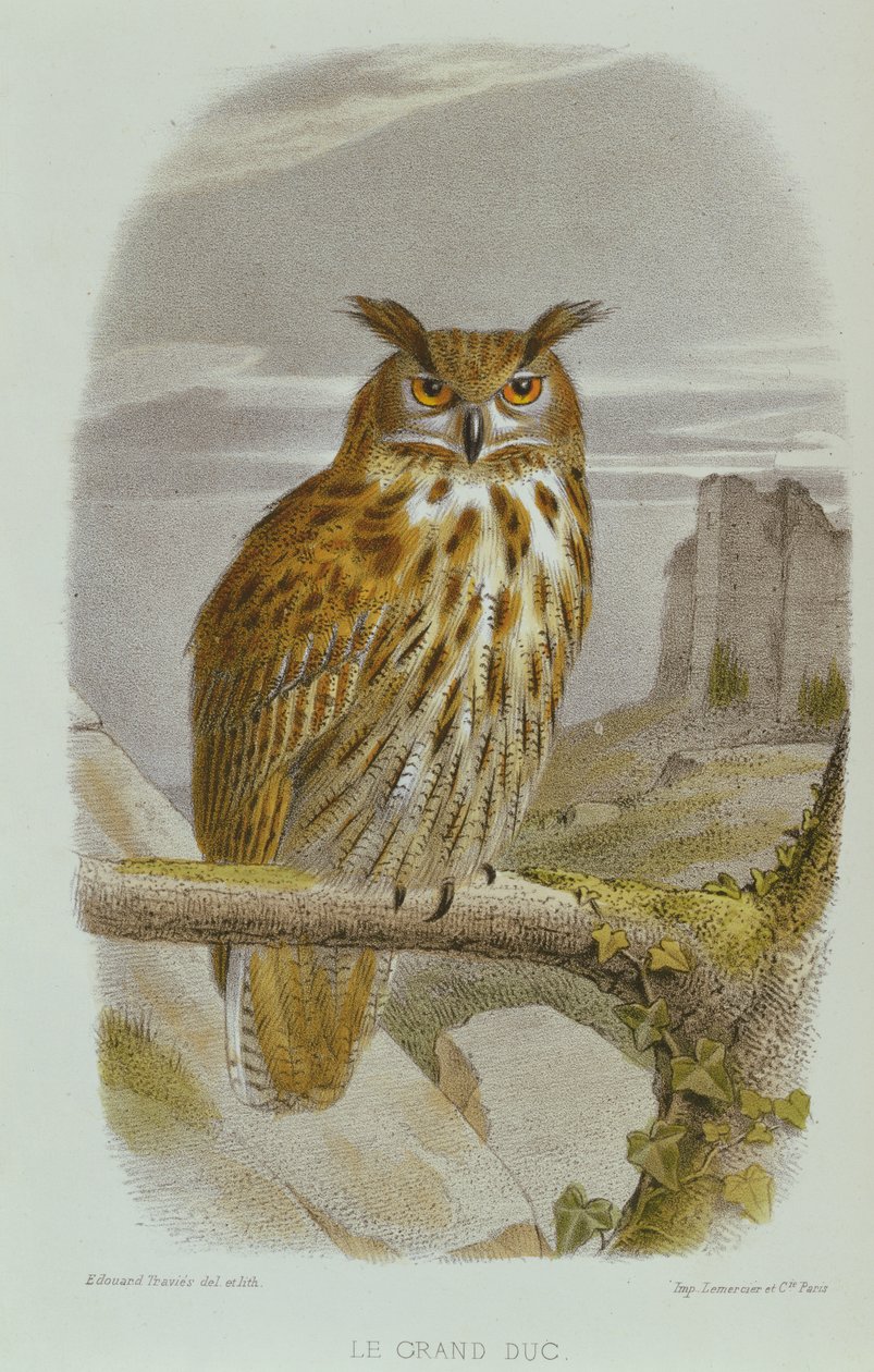 Eurasian Eagle Owl (Bubo Bubo) بواسطة إدوارد ترافيس