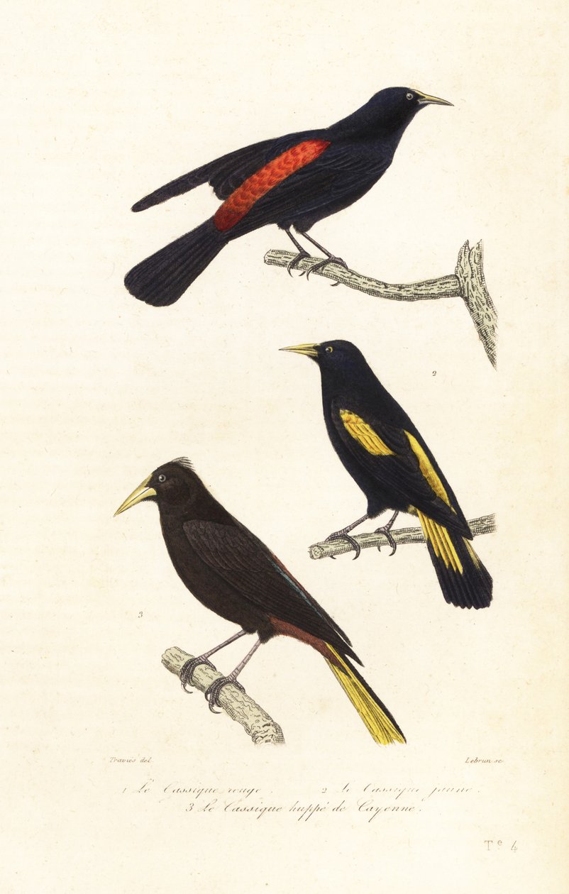 أنواع Cacique و oropendola المتوج. بواسطة Edouard (بعد) Travies