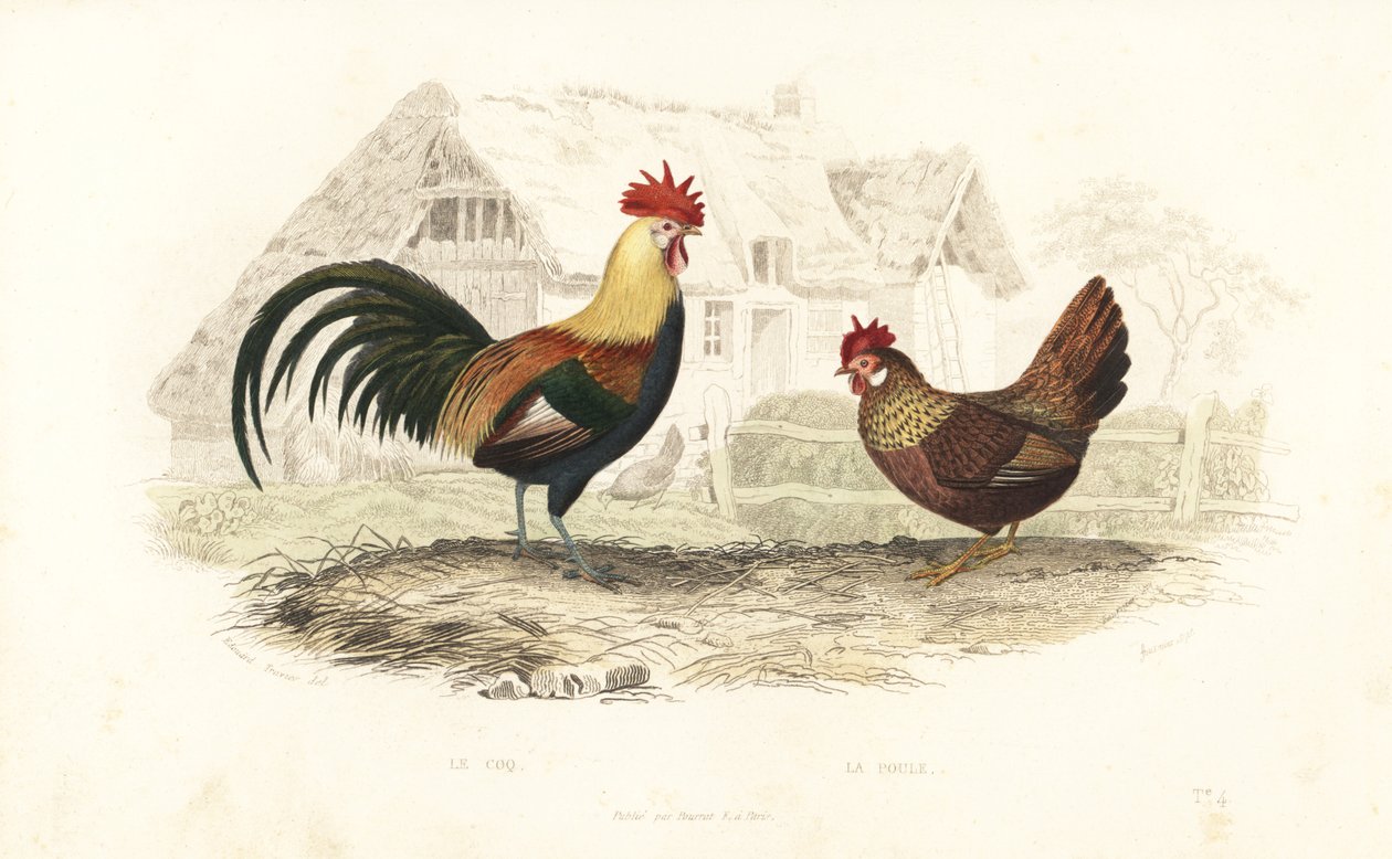 الديك والدجاجة ، Phasianus gallus. بواسطة Edouard (بعد) Travies