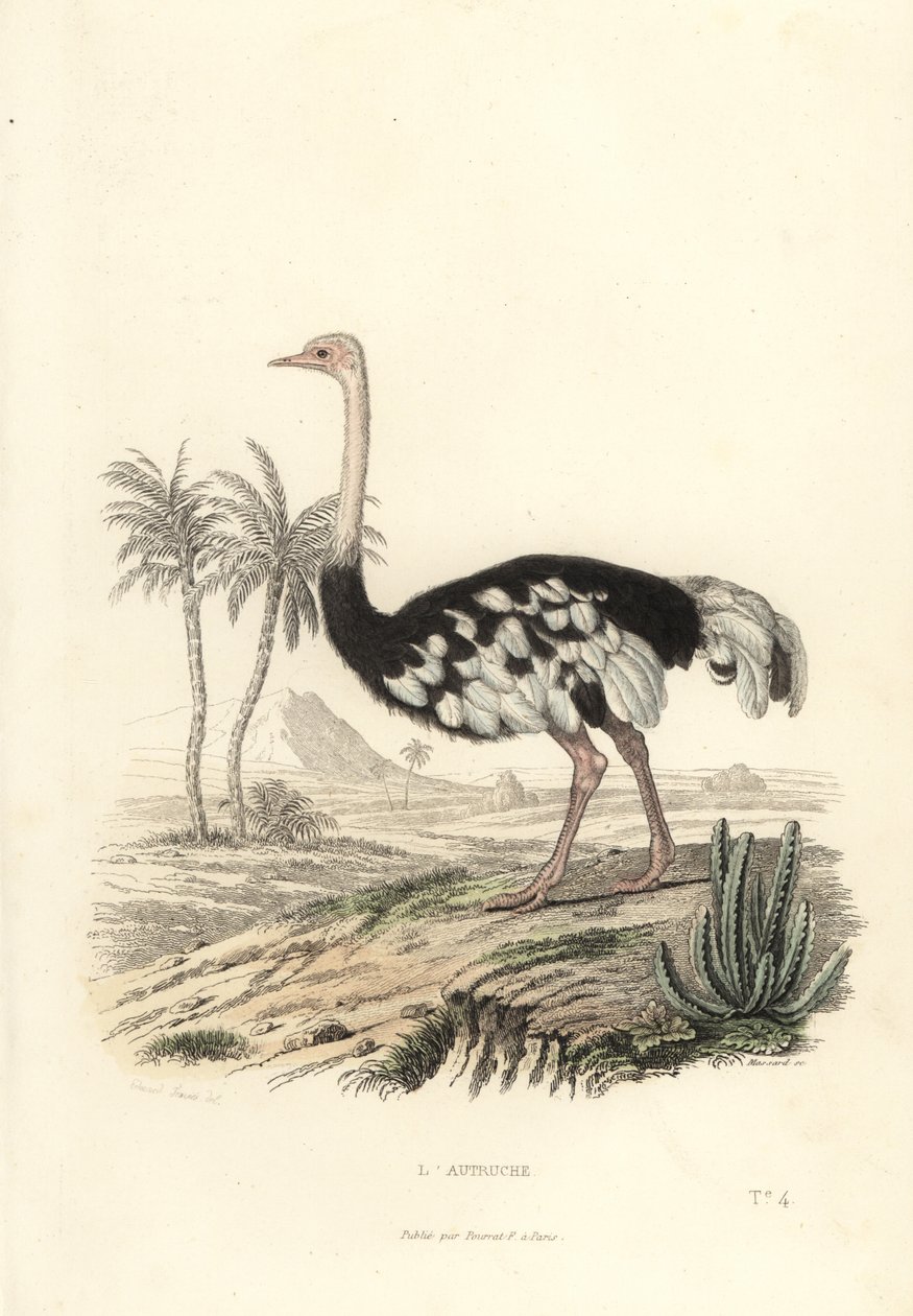 نعامة شائع ، Struthio camelus. بواسطة Edouard (بعد) Travies