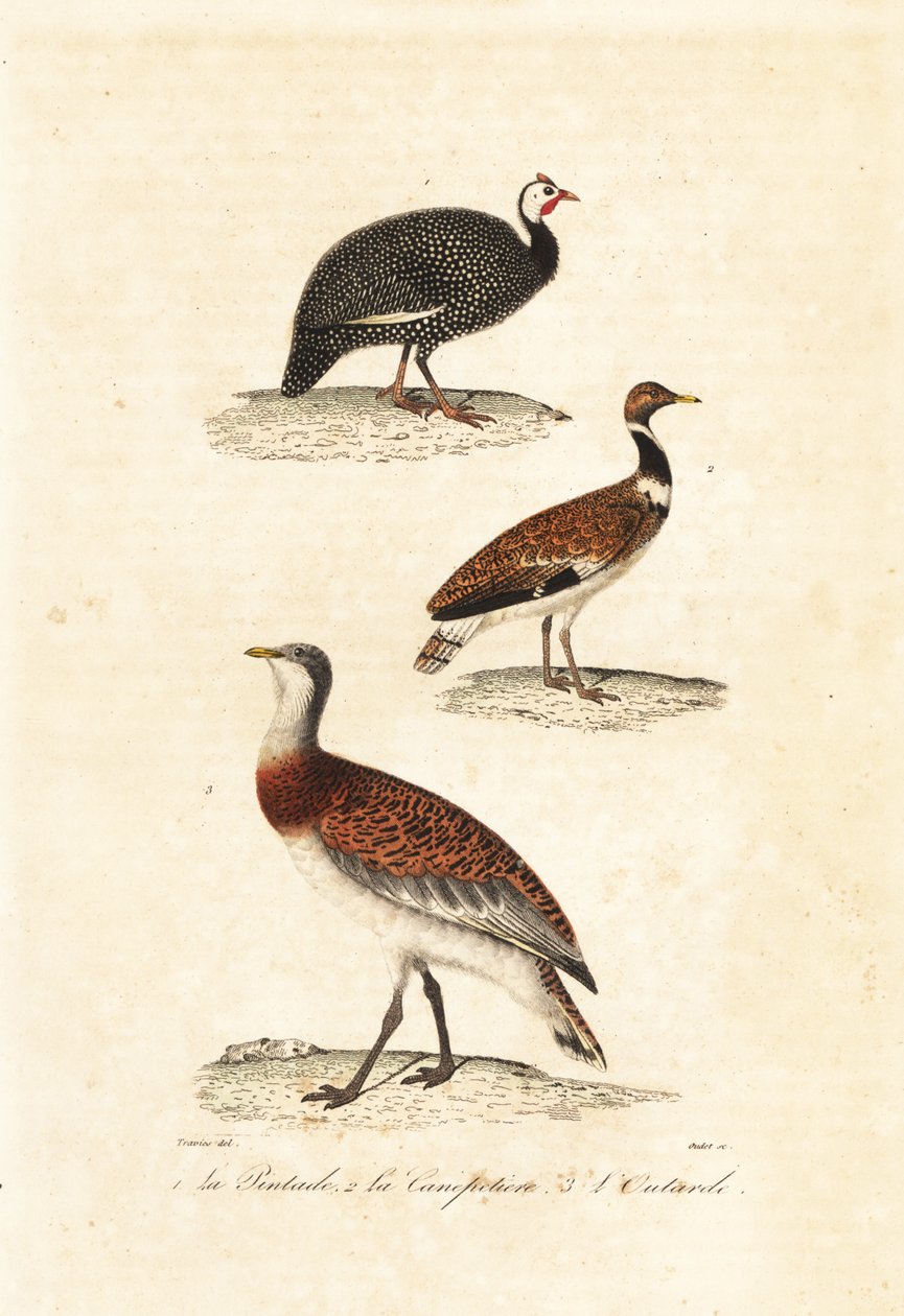 غينياfowl والحبارى. بواسطة Edouard (بعد) Travies