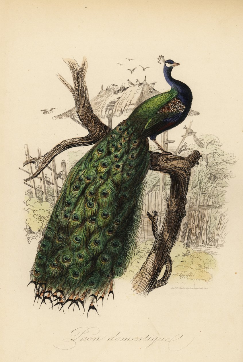 الطاووس الهندي ، Pavo cristatus بواسطة Edouard (بعد) Travies
