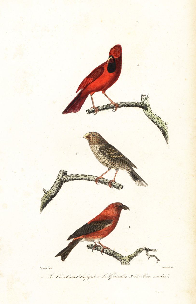 الكاردينال الشمالي ، منقار grosbeak البرازيلي و crossbill. بواسطة Edouard (بعد) Travies