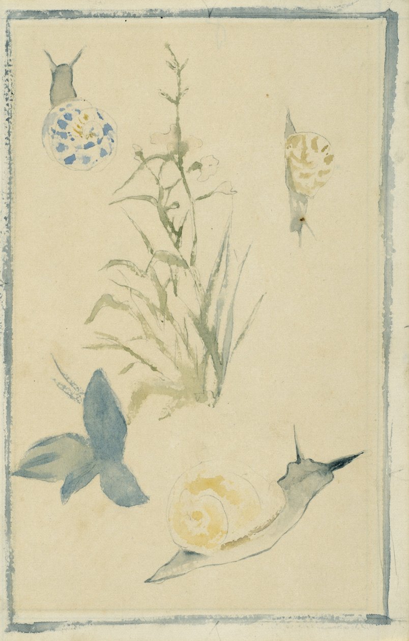 رسومات القواقع ، نبات الإزهار ، ج .1880 بواسطة إدوارد مانيه
