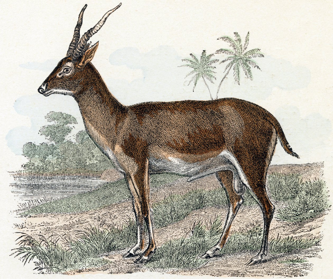 Antilope من "الحيوانات المصورة الأبجدية" بواسطة إدوارد ترافيس