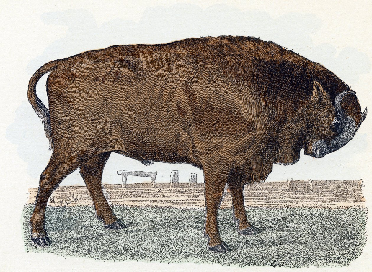 Aurochs (urauch أو auroch) - "الأبجدية توضح الحيوانات" القرن التاسع عشر (نقش) بواسطة إدوارد ترافيس