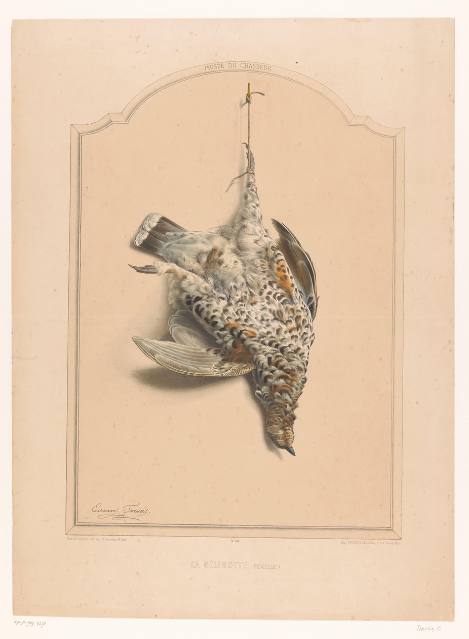 أنثى طيهوج منتفخة متدلية من ساقها La Gelinotte (femelle) (العنوان على الكائن) متحف الصياد (عنوان السلسلة) Musée du Chasseur (عنوان السلسلة على الكائن) بواسطة إدوارد ترافيس