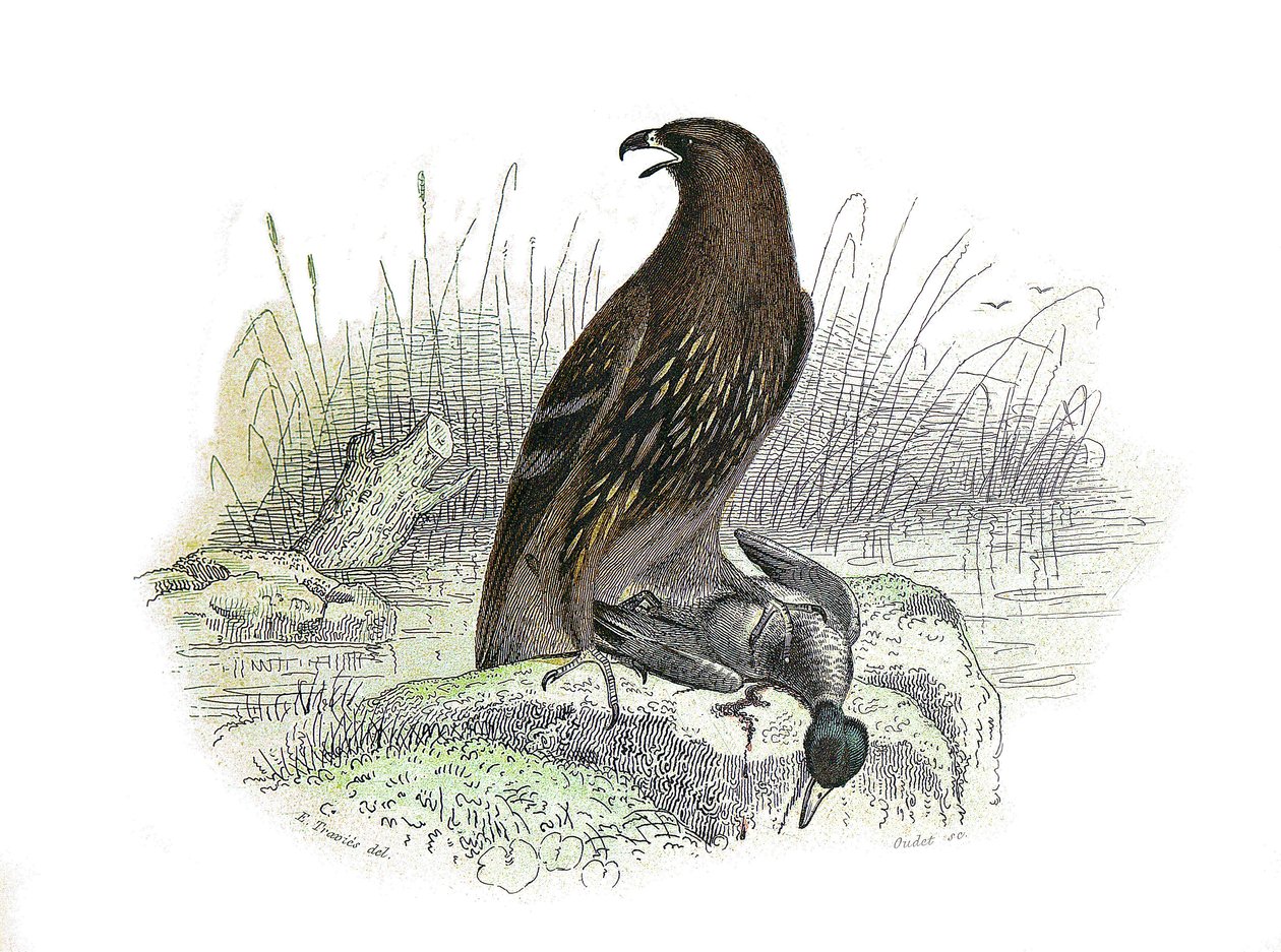 مجلس التاريخ الطبيعي: لوح علم الحيوان يمثل الطيور الجارحة في الليل. النسر الصغير. لوحة مأخوذة من المجلدات التسعة عن الطيور في "" الأعمال الكاملة لبوفون "" كتبها عالم الطبيعة جورج لويس لوكلير ، كونت بوفون (1707-1788) بين 174 بواسطة إدوارد ترافيس