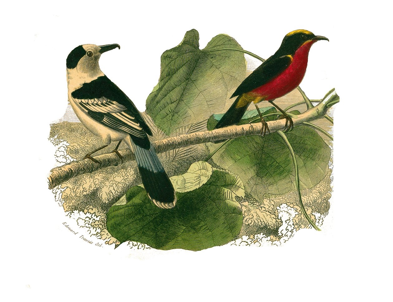 مجلس التاريخ الطبيعي: لوح علم الحيوان يمثل الطيور الجارحة في الليل. فانجا وجونوليك. لوحة مأخوذة من المجلدات التسعة عن الطيور في "" الأعمال الكاملة لبوفون "" كتبها عالم الطبيعة جورج لويس لوكلير ، كونت بوفون بواسطة إدوارد ترافيس