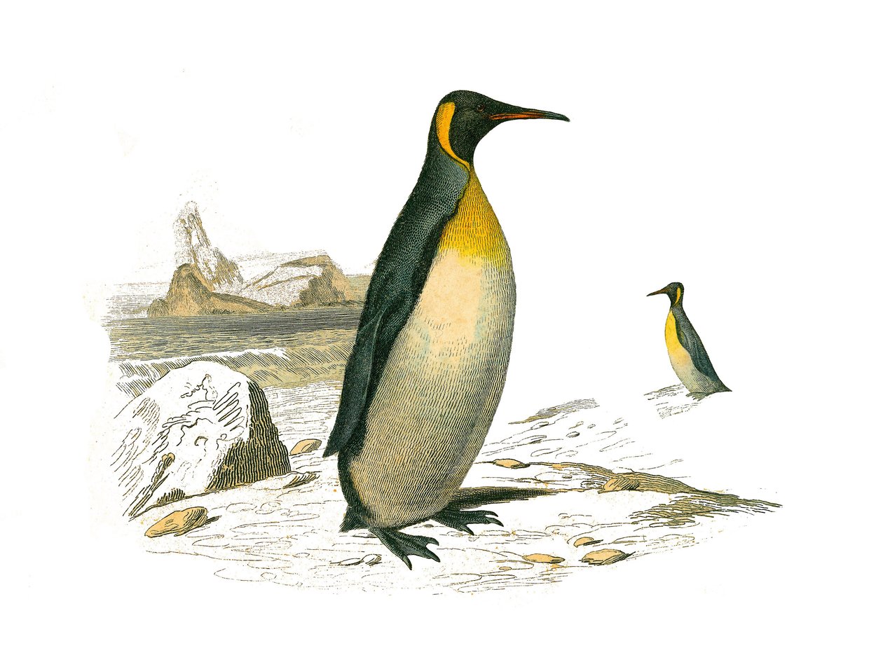 مجلس التاريخ الطبيعي: لوح حيواني يمثل أشجار النخيل brachyptere (طيور الغوص). أكبر واحد. لوحة مأخوذة من المجلدات التسعة عن الطيور في "" الأعمال الكاملة لبوفون "" كتبها عالم الطبيعة جورج لويس لوكلير ، كونت بوفون (1707-1788) (ب) بواسطة إدوارد ترافيس