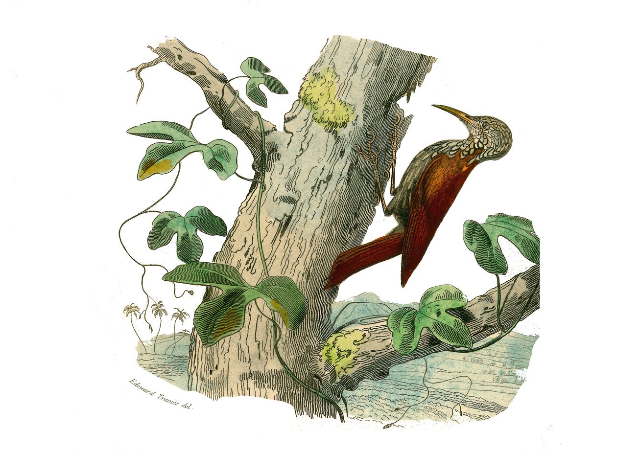 مجلس التاريخ الطبيعي: لوح علم الحيوان يمثل المتسلقين. قمة التسلق. لوحة مأخوذة من المجلدات التسعة عن الطيور في "" الأعمال الكاملة لبوفون "" كتبها عالم الطبيعة جورج لويس لوكلير ، كونت بوفون (1707-1788) بين عامي 1749 و 1785. بواسطة إدوارد ترافيس