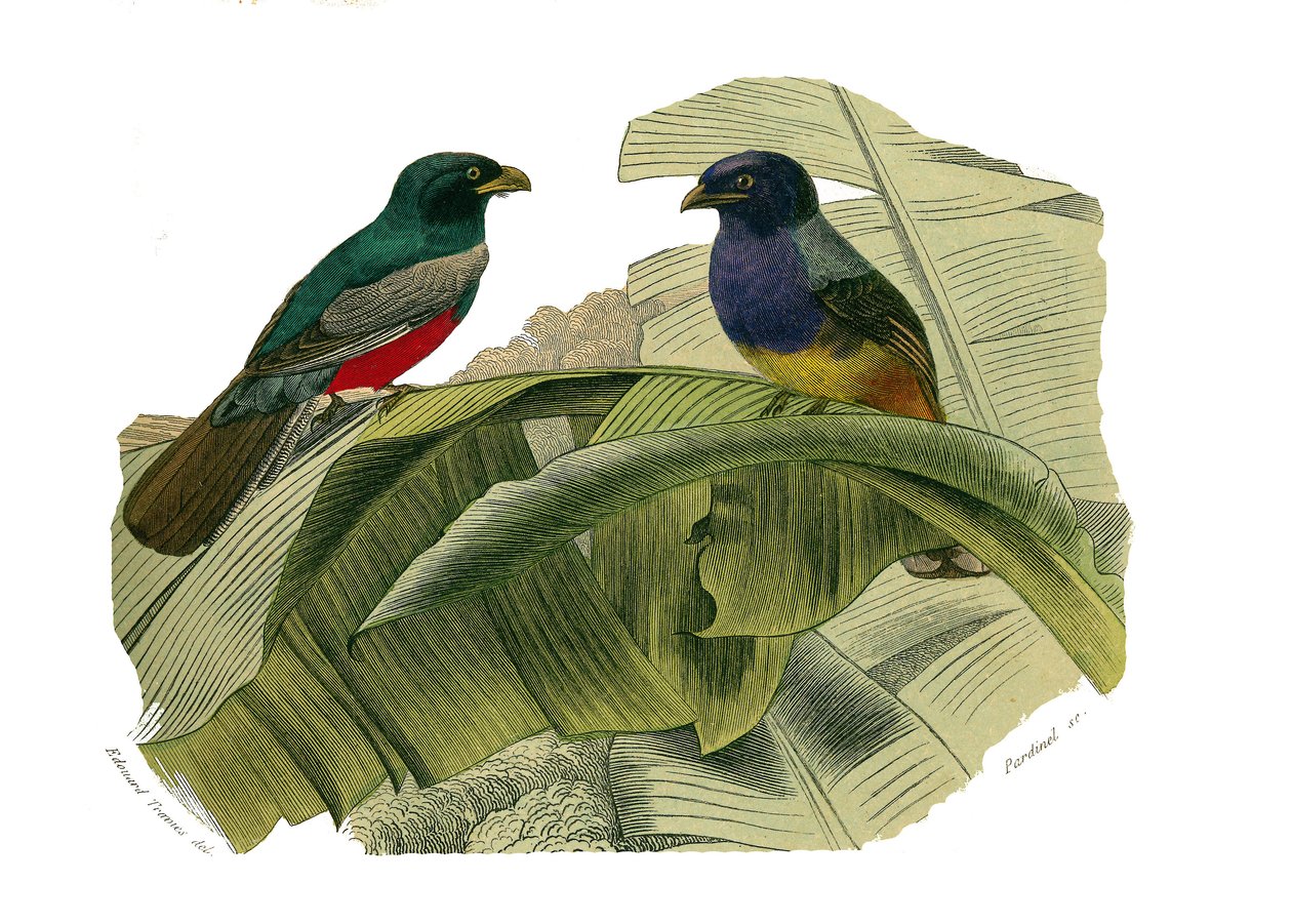 مجلس التاريخ الطبيعي: لوح علم الحيوان يمثل المتسلقين. البطن الاحمر والبطن الاصفر. لوحة مأخوذة من المجلدات التسعة عن الطيور في "" الأعمال الكاملة لبوفون "" كتبها عالم الطبيعة جورج لويس لوكلير ، كونت بوفون (1707-1788) بين بواسطة إدوارد ترافيس