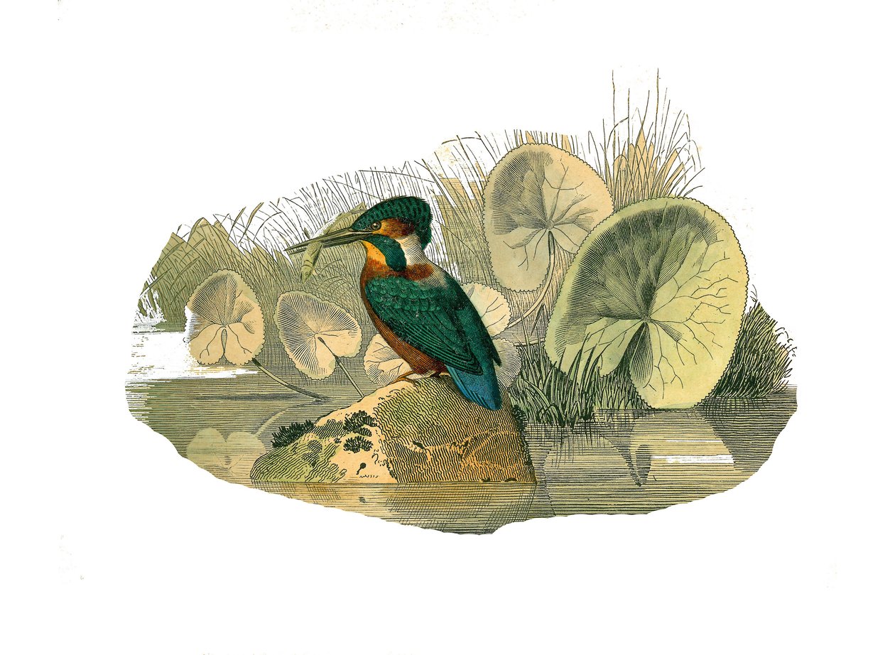 مجلس التاريخ الطبيعي: لوح علم الحيوان يمثل سينداكتيل passerines (وجود إصبعين أو أكثر من أصابع الصودا معًا). الرفراف. لوحة مستمدة من المجلدات التسعة عن الطيور في "" الأعمال الكاملة لبوفون "" التي كتبها عالم الطبيعة جورج لويس لوكليرك ، بواسطة إدوارد ترافيس