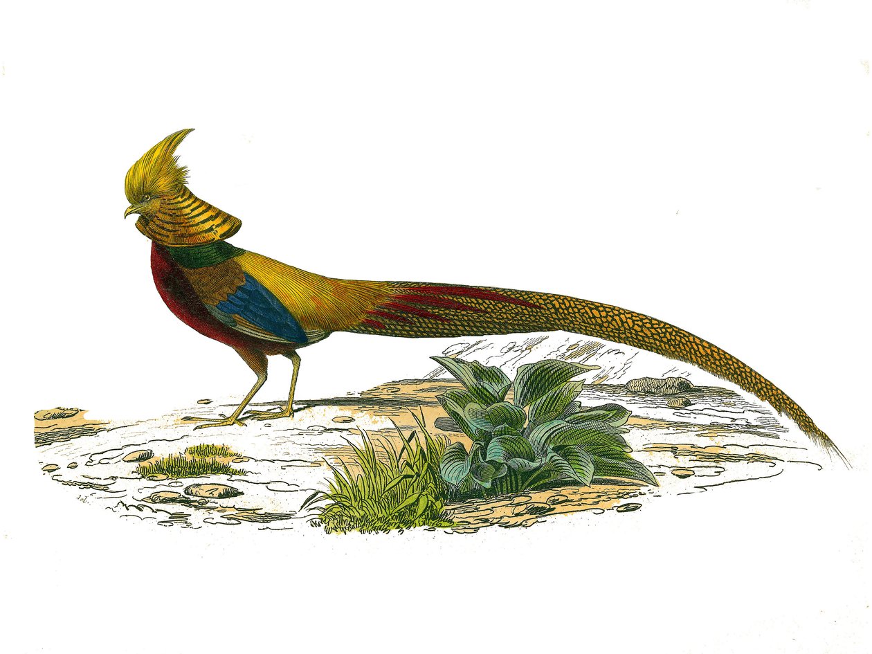 لوحة التاريخ الطبيعي: لوحة علم الحيوان التي تمثل الدراج الصيني. لوحة مستمدة من المجلدات التسعة عن الطيور في "" الأعمال الكاملة لبوفون "" كتبها عالم الطبيعة جورج لويس لوكلير ، كونت بوفون (1707-1788) بين 1749 بواسطة إدوارد ترافيس