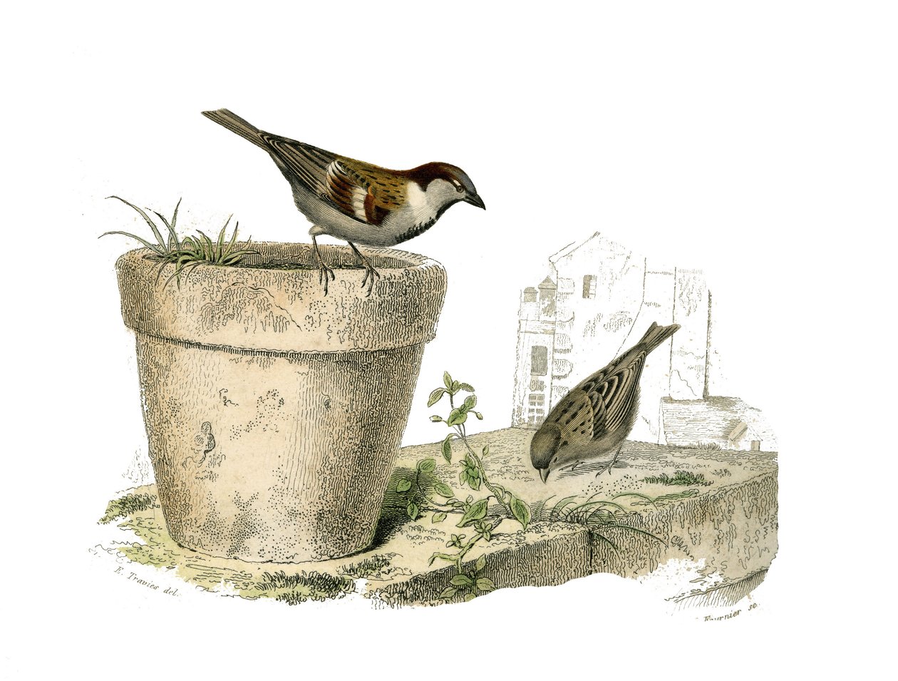 لوحة التاريخ الطبيعي: لوحة علم الحيوان تمثل الجسور المخروطية (منقار مخروطي). العصافير (العصفور). لوحة مستمدة من المجلدات التسعة عن الطيور في "" الأعمال الكاملة لبوفون "" كتبها عالم الطبيعة جورج لويس لوكلير ، كونت بوفون ( بواسطة إدوارد ترافيس