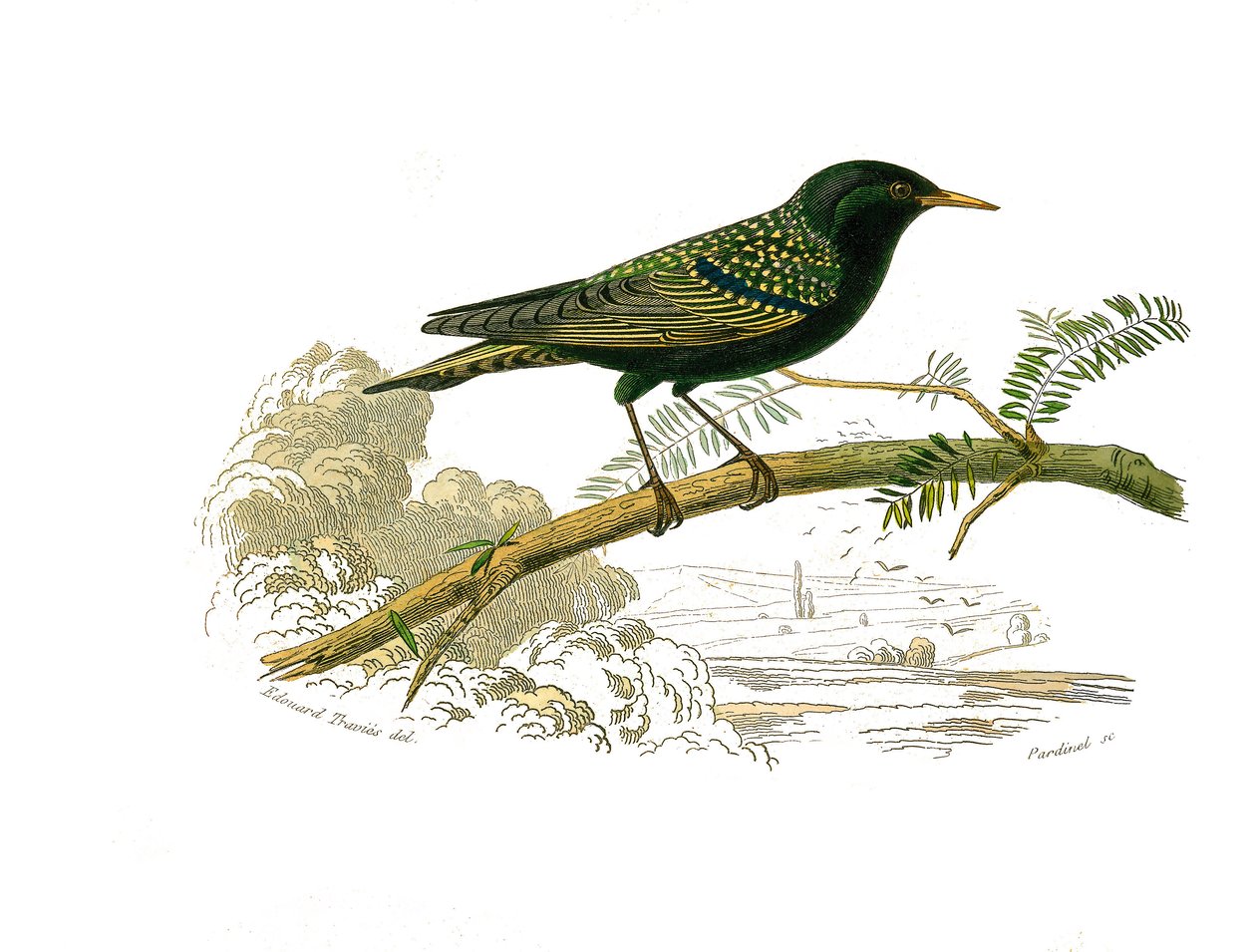 لوحة التاريخ الطبيعي: لوحة علم الحيوان تمثل الجيناس. الحمامة. لوحة مأخوذة من المجلدات التسعة عن الطيور في "" الأعمال الكاملة لبوفون "" كتبها عالم الطبيعة جورج لويس لوكلير ، كونت بوفون (1707-1788) بين 1749 و 1785. بواسطة إدوارد ترافيس