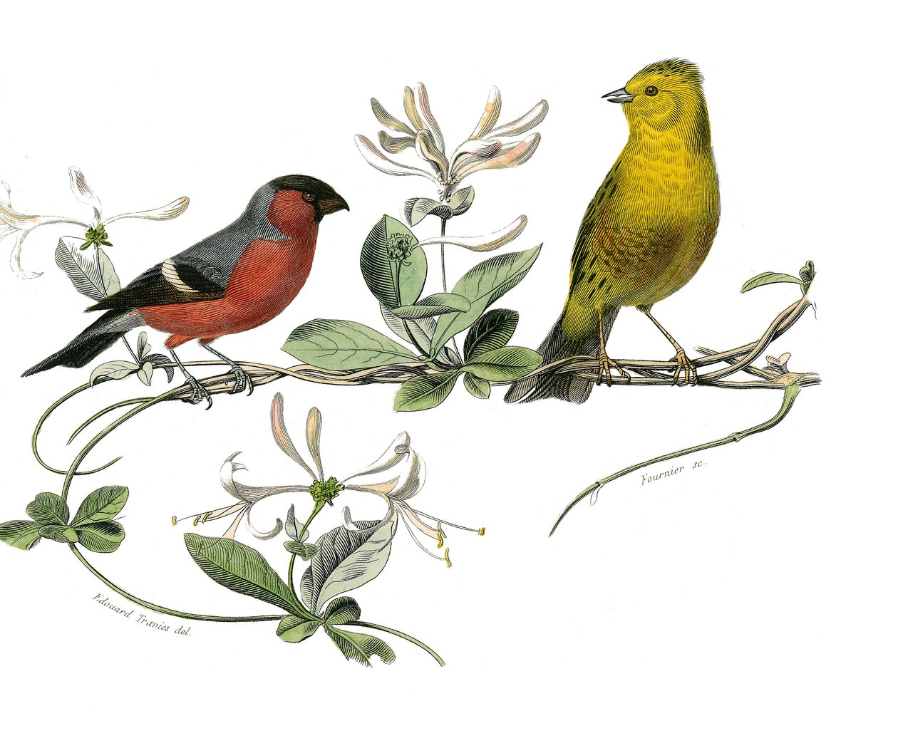 مجلس التاريخ الطبيعي: مجلس علم الحيوان الذي يمثل bouvreuil و Sparrow of France. لوحة مأخوذة من المجلدات التسعة عن الطيور في "" الأعمال الكاملة لبوفون "" كتبها عالم الطبيعة جورج لويس لوكلير ، كونت بوفون بواسطة إدوارد ترافيس
