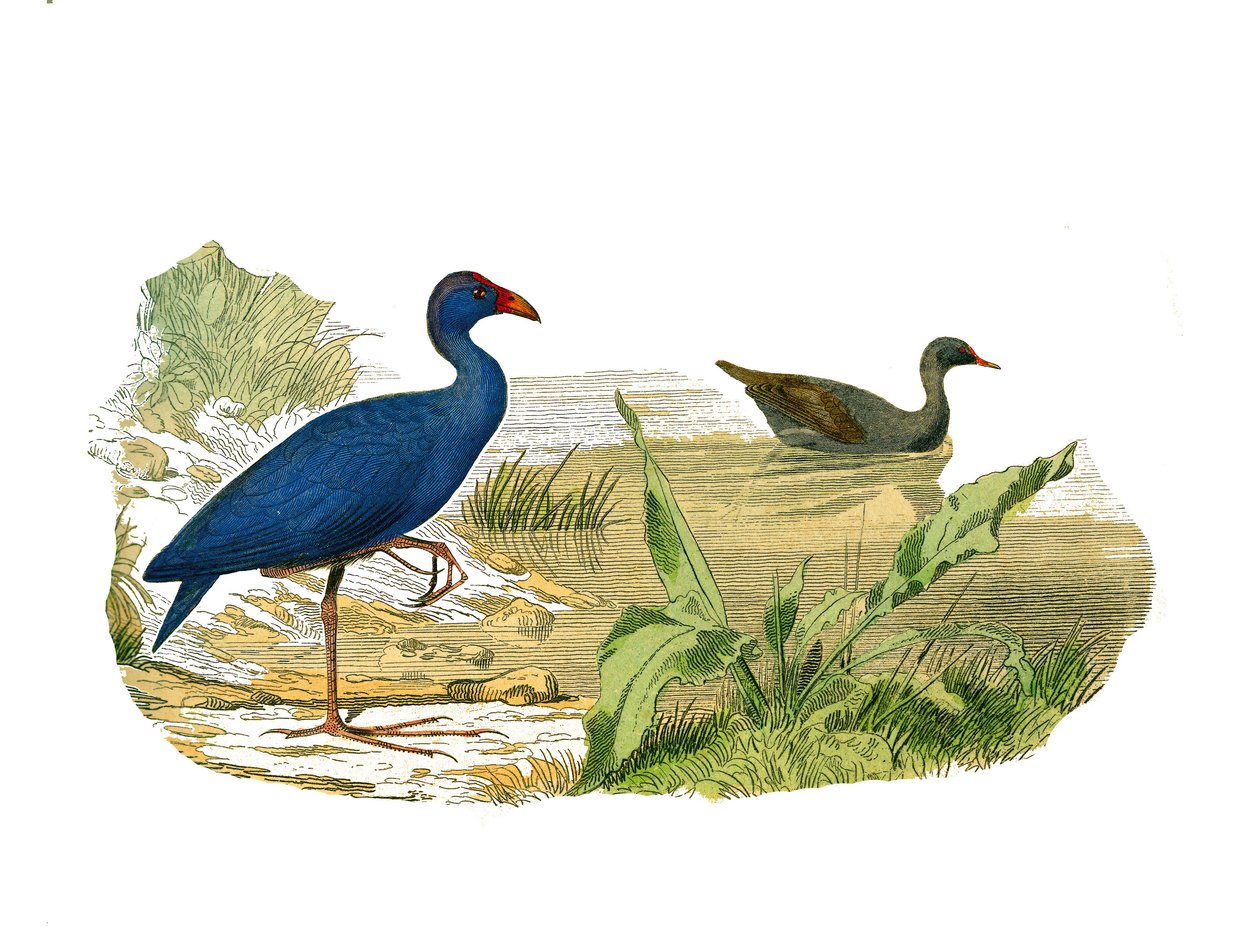لوحة التاريخ الطبيعي: لوح علم الحيوان يمثل التظليل الطويل (المنقار الطويل والهزيل): دجاجة السلطان (دجاجة السلطان) وحيوان الماء. لوحة مستمدة من المجلدات التسعة عن الطيور في "" الأعمال الكاملة لبوفون "" التي كتبها عالم الطبيعة جورج لو بواسطة إدوارد ترافيس