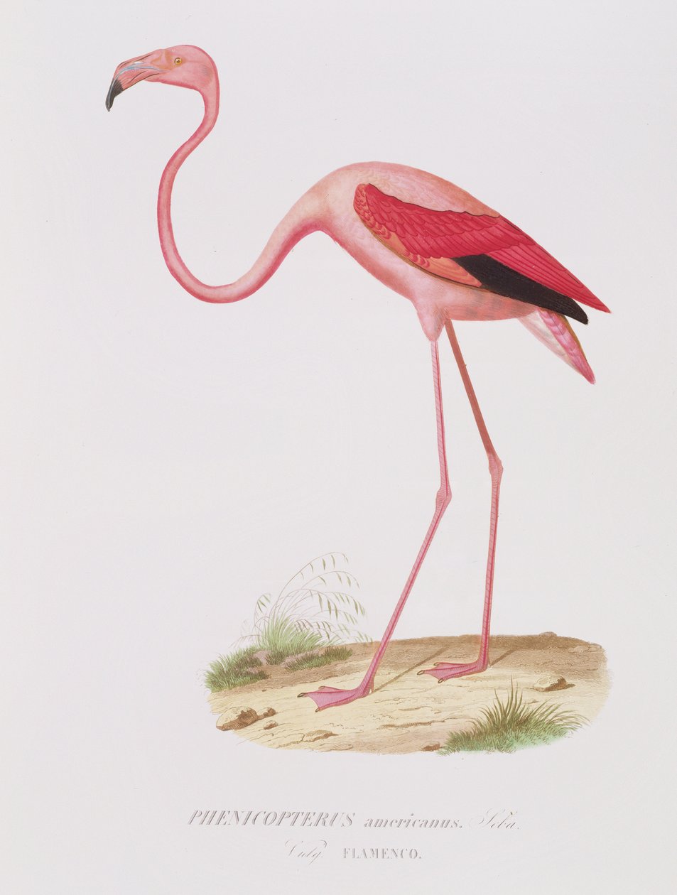 Phenicopterus americanus (Flamenco) (sic) منقوش بواسطة Fournier ، حانة. بواسطة Bougeard بواسطة إدوارد ترافيس