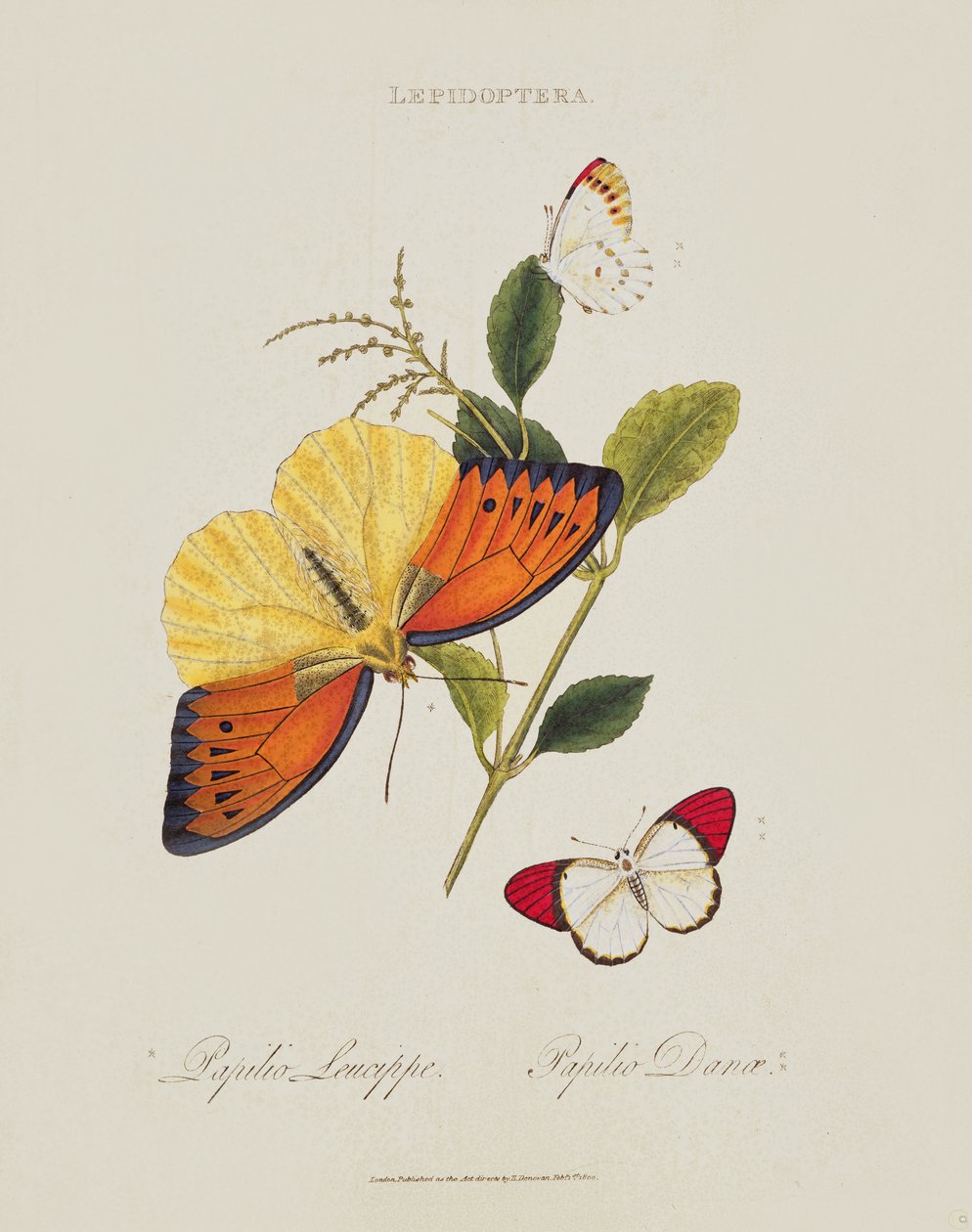 الفراشات: Papilio Leucippe ؛ Papilio Danae ، حانة. للفنان ، 1800 بواسطة إدوارد دونوفان