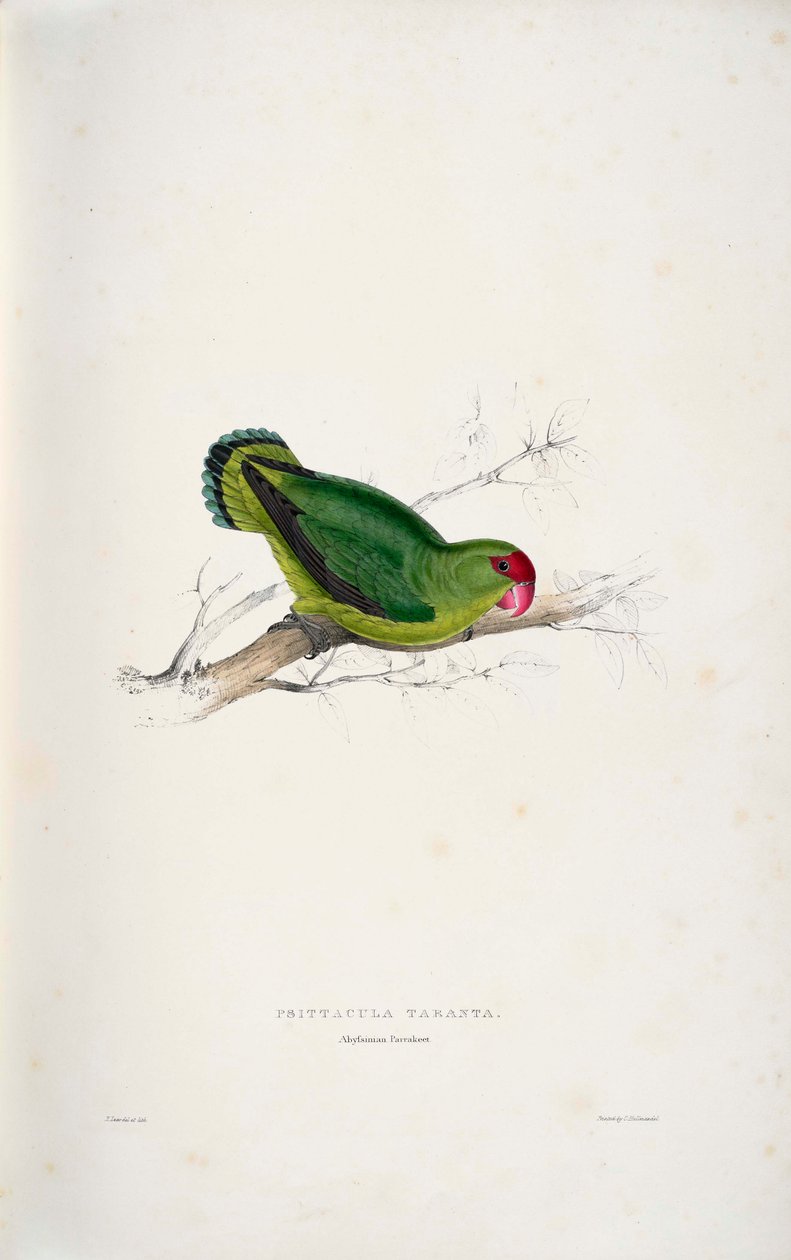 Agapornis taranta بواسطة إدوارد لير