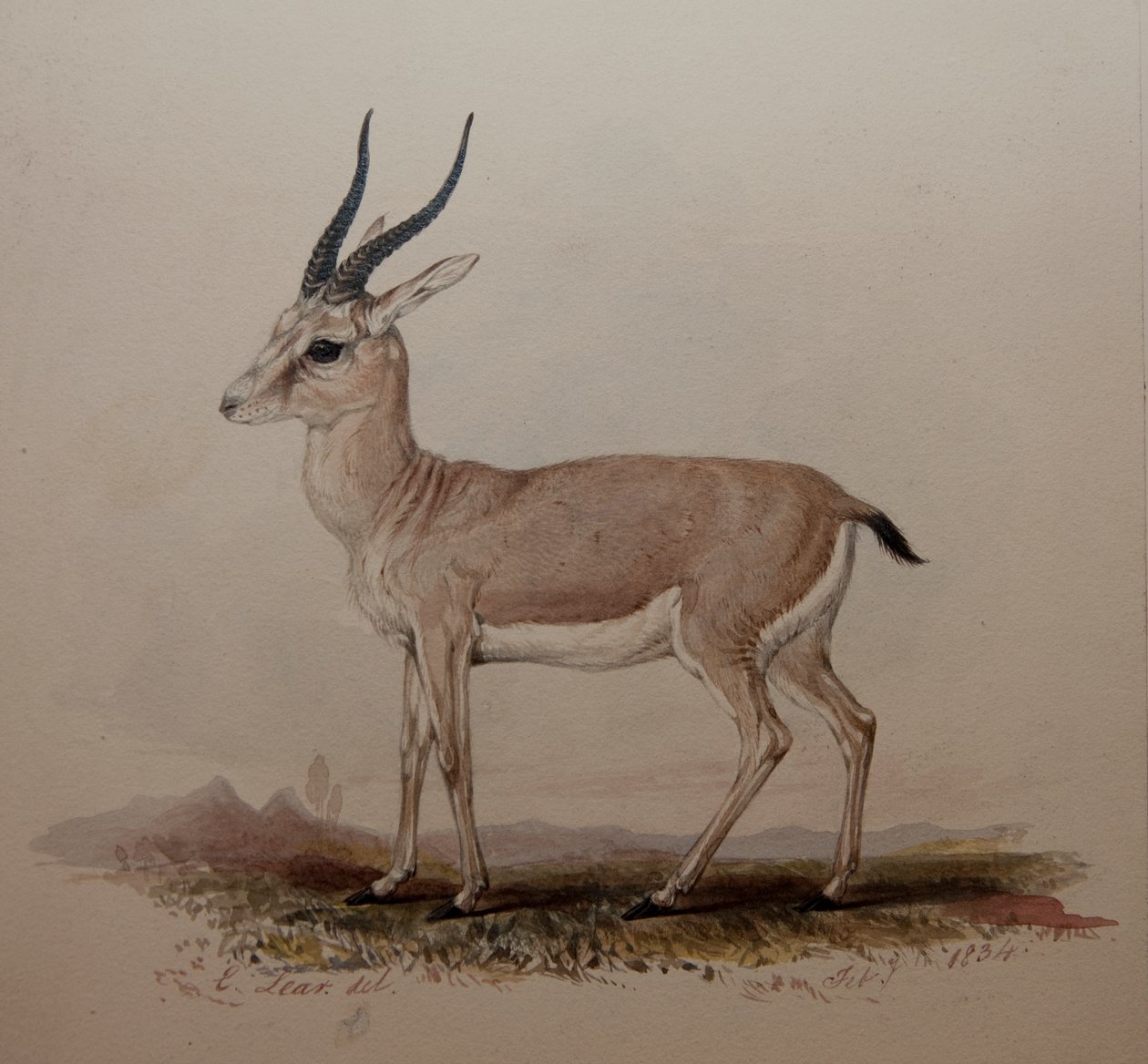 الظباء ، 1834 بواسطة إدوارد لير